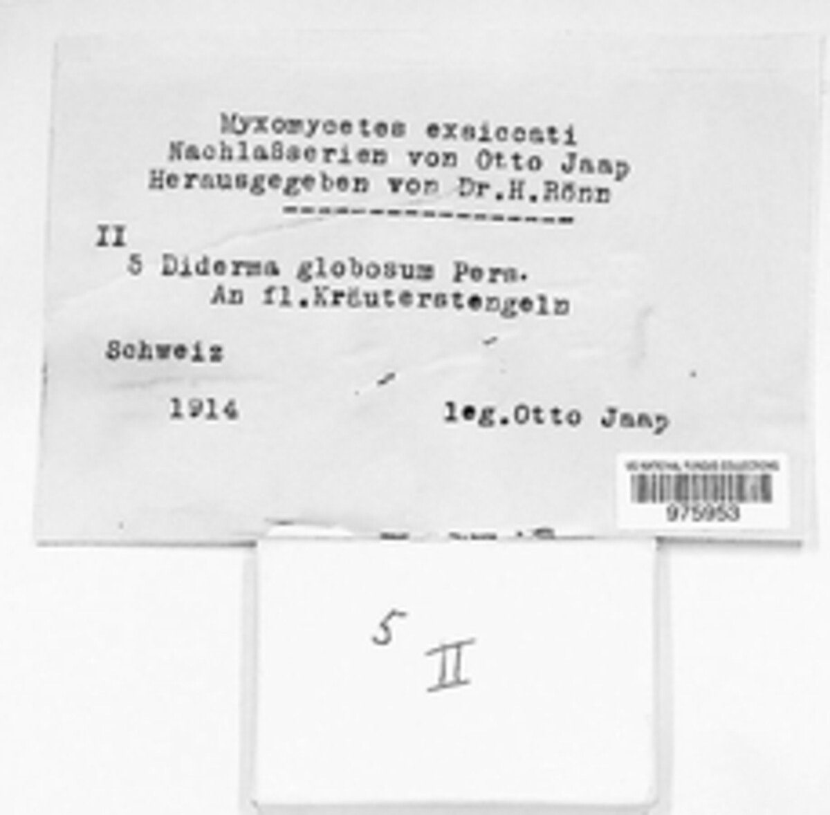 Diderma globosum image